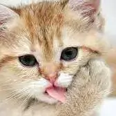 cat pic for dp